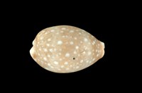 藏品(白星寶螺)的圖片